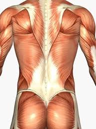 Pin By Neil Berard On Anatomy Muscle Anatomy Human Anatomy Human Muscle Anatomy