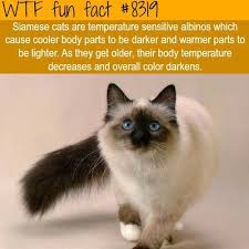 There are so many things that many don't know about cats, so we compiled a list of random facts about cats that you need to know. Siamese Cats Facts Catfacts Cat Facts Wtf Fun Facts Siamese Cats Facts