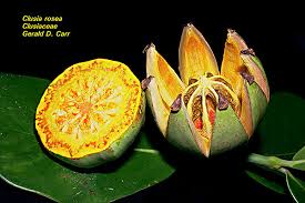 Image result for Clusiaceae