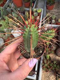 Image result for Euphorbia schinzii