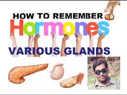 Tricks To Remember Hormones Of Various Glands Youtube