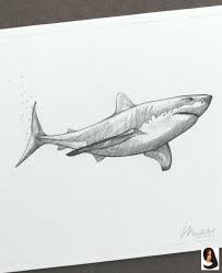 Animals Art Artist Drawing Ideas Pencil Sketch Endangered Ideas Sketchbook Sketches Species My Animal Drawings Art Drawings Pencil Drawings Of Animals