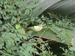 Image result for Adenopodia schlechteri
