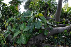 Image result for Ficus lutea
