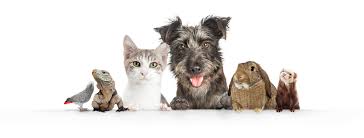 Pet health clinic easton maryland. About Easton Veterinary Clinic