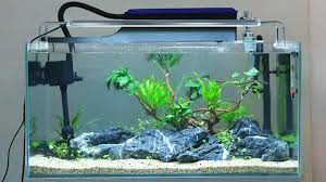 Pilihan hardscape untuk desain aquascape karang anda juga penting. Macam Macam Filter Akuarium Yang Wajib Kamu Ketahui Dunia Peliharaan