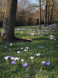 Purple Crocus Flowers Crocus Flower Flower Landscape Garden Bulbs