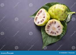 Image result for Morinda