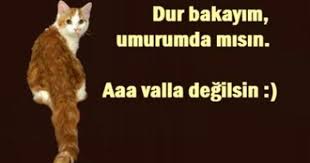 Elsad əsədov Adli Kullanicinin Ozlu Sozler Panosundaki Pin Evcil Hayvanlar Komik Kedi