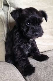 Black And White Schnauzer Kc Reg Miniature Schnauzer Puppies Sandwich Kent Pets4homes Schnauzer Puppy Animals Puppies
