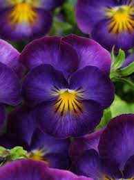 Viola Halo Violet Bluestone Perennials Violet Flower Violet Plant Pansies