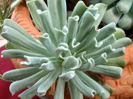 Hen and chicken plants (sempervivum spp.) have thick succulent leaves that grow in an attractive rosette pattern. Echeveria Runyonii Topsy Turvy Mexican Hen And Chicks World Of Succulents Echeveria Succulents Cacti And Succulents
