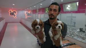 satilik cavalier king charles yavrulari satilik kopek cavalier king charles king charles cavalier