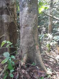 Image result for Pleurolobus tanganyikensis