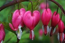 Bleeding Heart Flower Bleeding Heart Flower Bleeding Heart Flowers