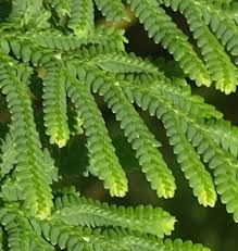 Image result for Selaginella soyauxii