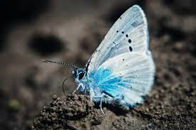 Two European Common Blue Butterflies Polyommatus Icarus — Stock Photo ©  Alexandra Lande #263748174