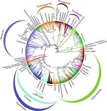 The scientific study of plants. Viridiplantae An Overview Sciencedirect Topics
