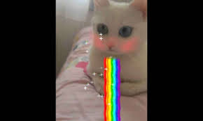 snapchat bundan boyle kedi ve kopekleri algilayabilecek haberler indir com kedi kopek puma