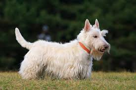 Image result for scottish terrier