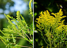 Check spelling or type a new query. Ragwood Vs Goldenrod A Case Of Mistaken Identities
