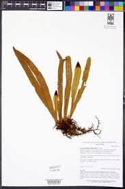 Image result for Loxogramme