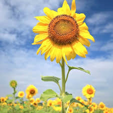 Plant sunflower seeds one to one and a half inches deep, and at least six inches apart in warm soil. 12 Tips For Growing Giant Sunflowers Empress Of Dirt