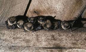 Bats pack a punch for pest control - Green Blog - ANR Blogs