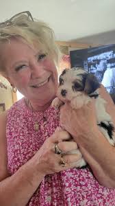 Cute Yorkie Baby Girl Lee-Lou