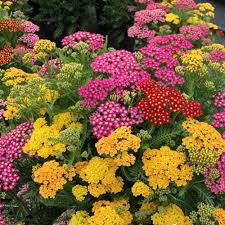 Image result for Achillea