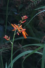 Image result for Maerua paniculata