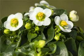 Image result for Exacum zombense