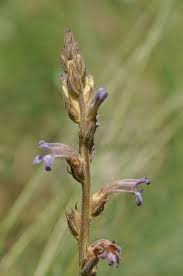 Image result for Orobanche