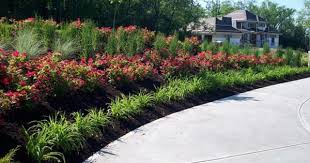 They are easily maintained, and exquisite color that contrasts well with any landscaping. Landscaping Knockout Roses House Landscape Rose Garden Landscape