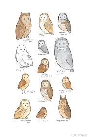 owl species chart superbowl