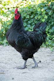 When will a rooster start crowing. At What Age Does A Rooster Begin Crowing From My Pet Chicken Pet Chickens Beautiful Chickens Rooster