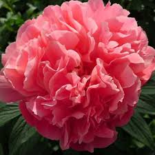 Check spelling or type a new query. When Does A Peony Give Its Flower Peony Shop Holland