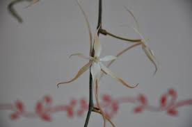 Image result for Aerangis distincta