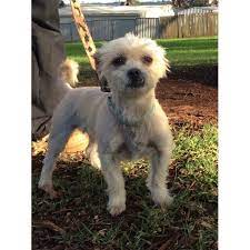 Maybe you would like to learn more about one of these? Toffi Small Female Lhasa Apso X Maltese Terrier Mix Dog In Qld Petrescue