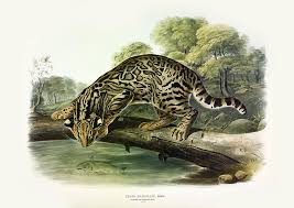 Another name for it was basilisco. Vintage Ocelot Katze Print Felis Pardalis Wanddekoration Etsy