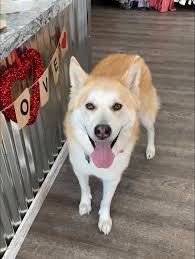 What beanie styles are available in Spokane?