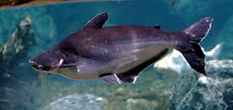Maybe you would like to learn more about one of these? Why You Should Not Order The Basa Fish At Indian Restaurants