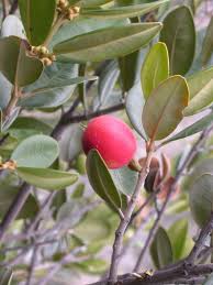 Image result for Pouteria pseudoracemosa