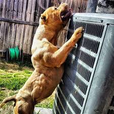 Just feed her what she'll eat to get her healthy. Bully Max Premium Muscle Building Dog Supplements