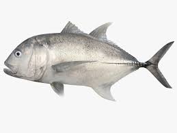 giant trevally 3d 3ds fish reef shark bluefin tuna