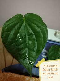 Daun sirih merah mengandung berbagai zat baik yang baik untuk kesehatan. An Pengedar Shaklee Pontian Batu Pahat Simpang Renggam Facebook