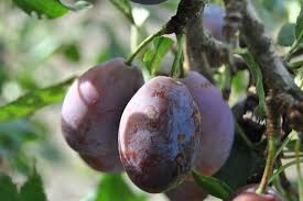 The website also has canning & freezing instructions, related events and fun and listings for every other state and many countries! Fruit Trees America S Untapped Resource For Urban Food Transition Voice