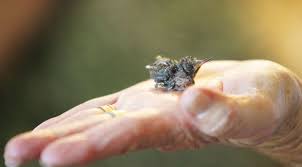 They have short, yellow stubby beaks. Twin Falls Woman Raising Baby Hummingbirds After Mother Dies Local Magicvalley Com