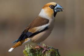 Chaffinch vogel sitzt auf einem schneebedeckten baum. Kernbeisser Lbv Gemeinsam Bayerns Natur Schutzen