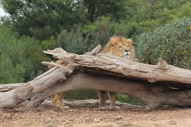 Lion Johari At Werribee Open Range Zoo Leaving No Hiding Spot Unturned In His Search For Breakfast Felinos Ambientales